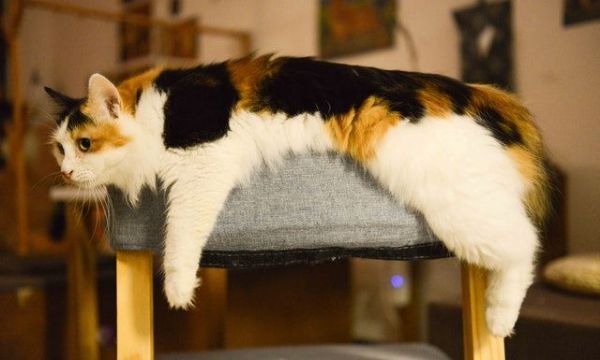 Picture of Ottoman