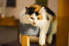 Picture of Ottoman